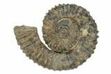 Aegocrioceras Ammonite - Germany #139344-1